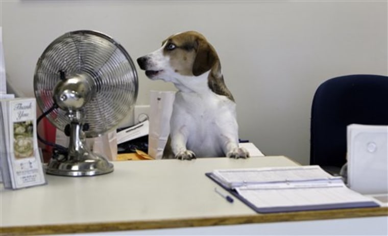Austin sits at the desk of receptionist Yolanda Brown at Replacements, Ltd. Friday is the 12th annual Take Your Dog to Work Day. 
